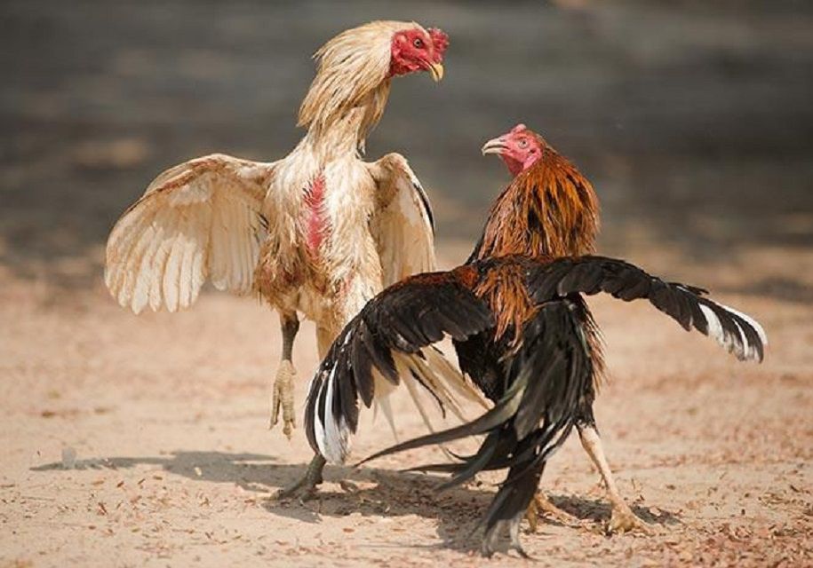 Cược đá gà kịch tính mỗi giây nghẹt thở